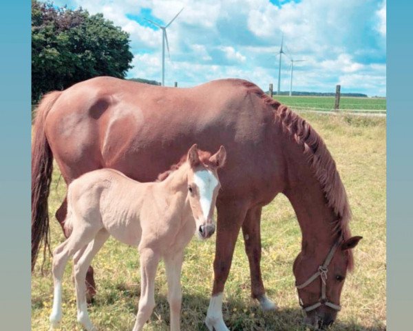 broodmare Nena (Westphalian, 2009, from Noir de Luxe)