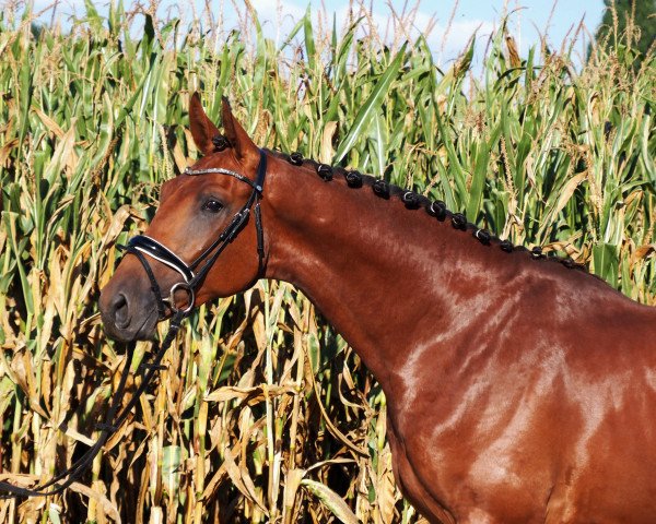 Pferd Hanry (Hannoveraner, 2018, von Hanley)