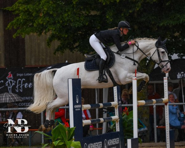 jumper Cazoo (Holsteiner, 2013, from Clinton I)