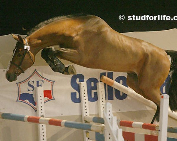 stallion Seigneur du Grand Pre (Selle Français, 2006, from Quidam de Revel)