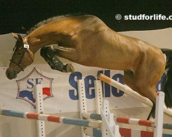 stallion Seigneur du Grand Pre (Selle Français, 2006, from Quidam de Revel)