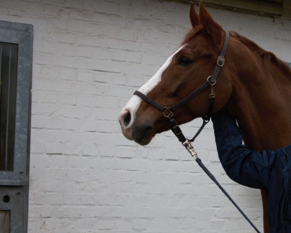 Springpferd Sullivan 75 (Hannoveraner, 2010, von Stolzenberg)