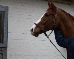 jumper Sullivan 75 (Hanoverian, 2010, from Stolzenberg)