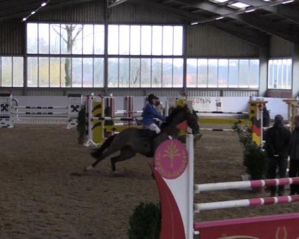 Hallen-Springturnier Greven 2015