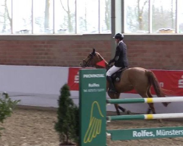 Hallen-Springturnier Greven 2015