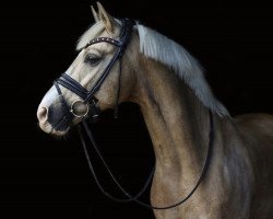 Dressurpferd Morgensterns Dakar (Deutsches Reitpony, 2009, von FS Don't Worry)
