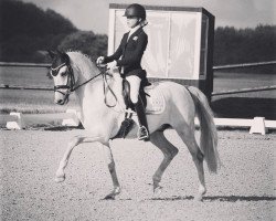 Dressurpferd Bomgaardens Dooley (Dänisches Reitpony, 2011, von FS Don't Worry)