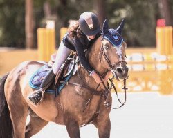 jumper Angies Star (French Pony, 2010)