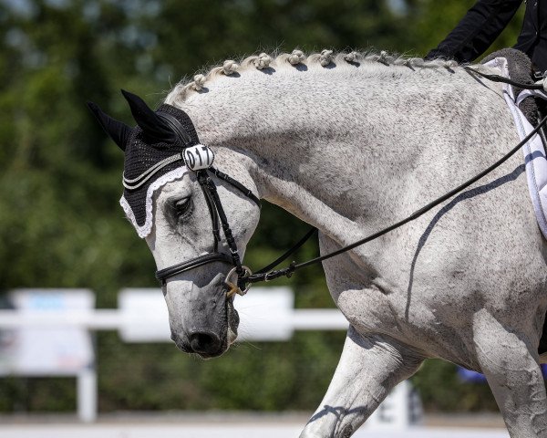 dressage horse Earl Pery's Can Do (Holsteiner, 2006, from Caretino)