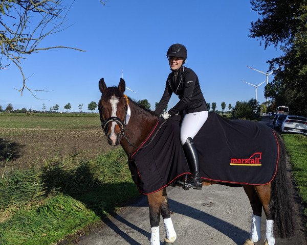 dressage horse Mother's Finest 4 (New Forest Pony, 2006, from Moderato II)