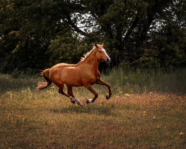 dressage horse Calymena (Westphalian, 2009, from Champion For Pleasure)