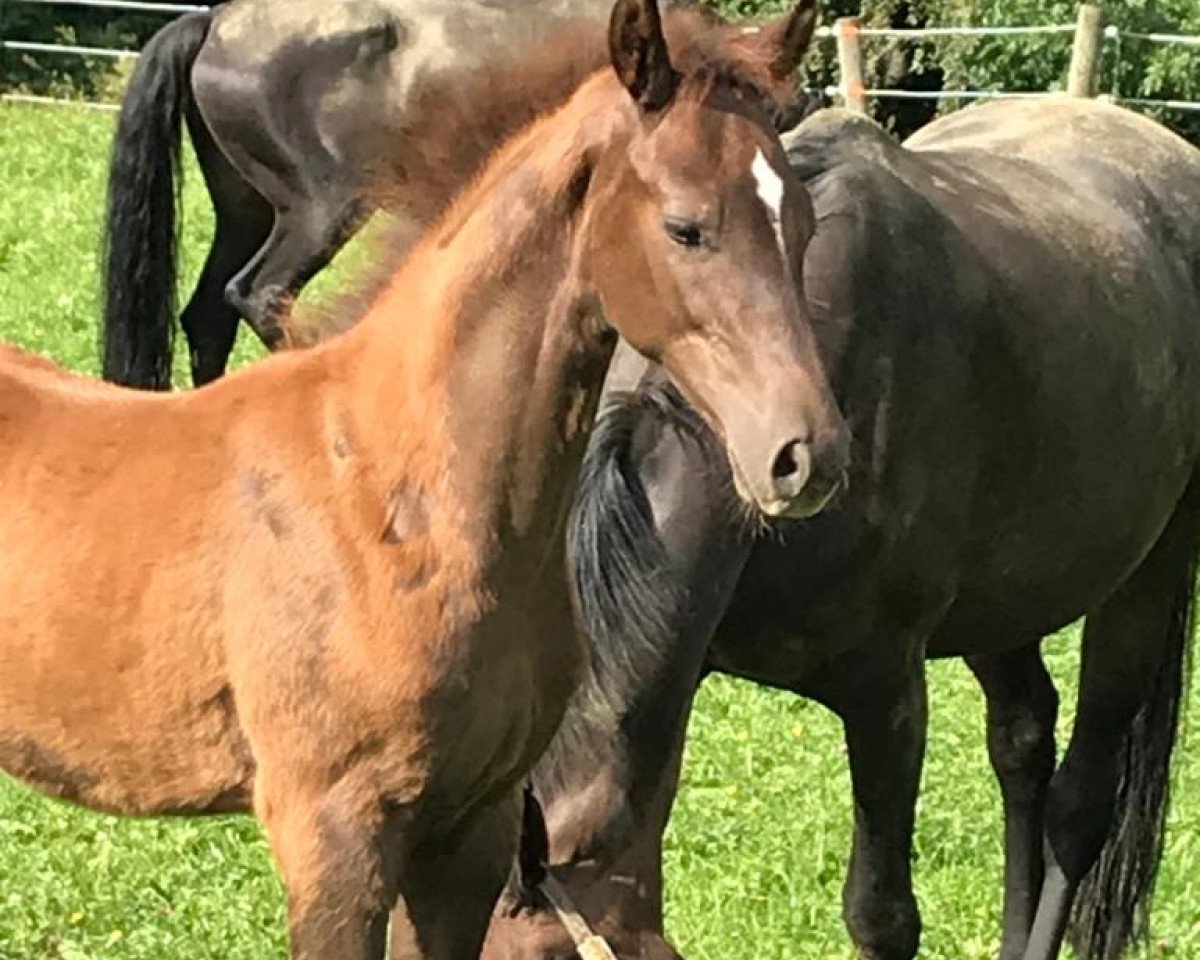 Pferd Vitali (Oldenburger, 2020, von Vitalis)