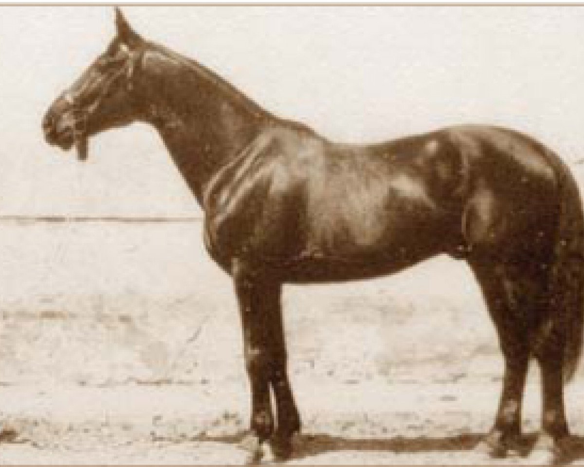 Semental Furioso XXXIX (Furioso, 1920, de Furioso XXXII)