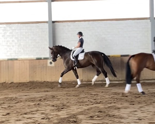 dressage horse Lava-Rock (Westphalian, 2012, from Lugato)