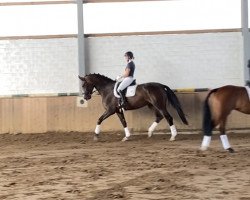dressage horse Lava-Rock (Westphalian, 2012, from Lugato)