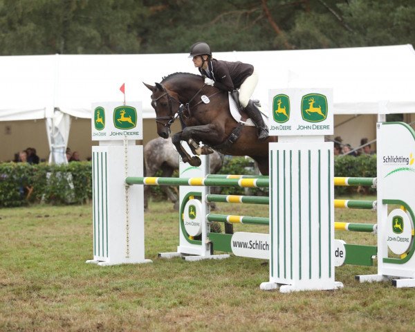 jumper Britannia 8 (Westphalian, 2012, from Diarado)
