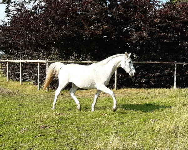 horse Bendix 29 (Shagya Arabian, 2004, from Basyl)