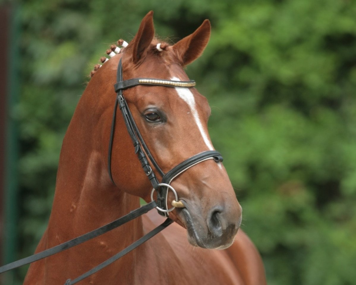 Deckhengst Fleury (Westfale, 2003, von Fürst Piccolo)