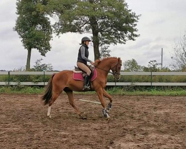 horse Optimus (polish noble half-breed, 2016, from Sommerhit)