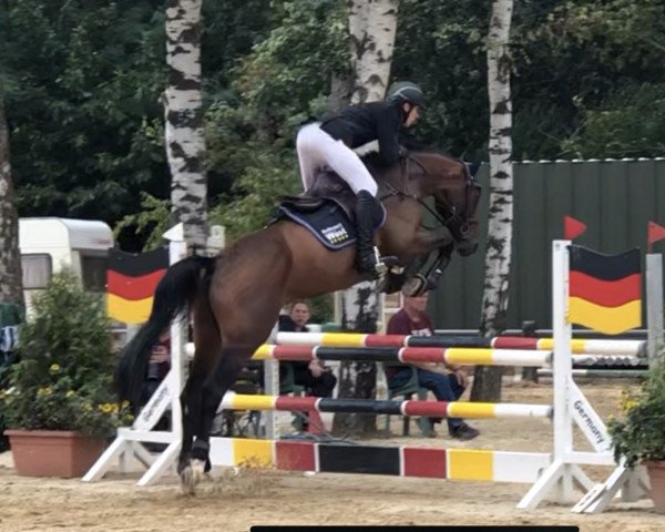horse Diatano W (German Sport Horse, 2016, from Diacontinus)