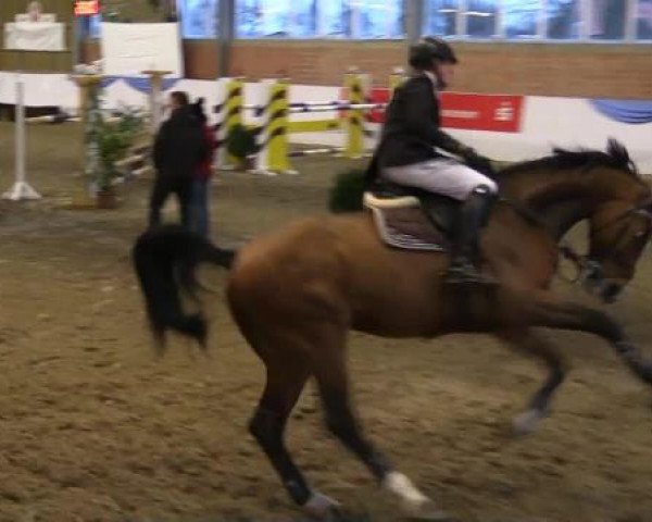 Hallen-Springturnier Greven 2015