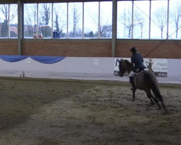 Hallen-Springturnier Greven 2015