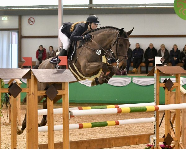 Springpferd Cylano (Rheinländer, 2012, von Cassini Boy Junior)