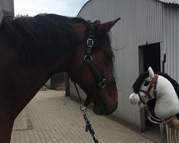 dressage horse Dante 115 (Holsteiner, 2011, from de Chirico)