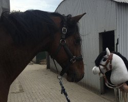 dressage horse Dante 115 (Holsteiner, 2011, from de Chirico)