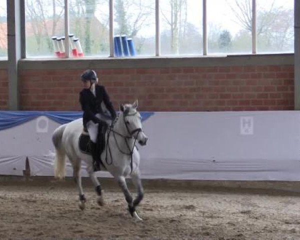 Hallen-Springturnier Greven 2015