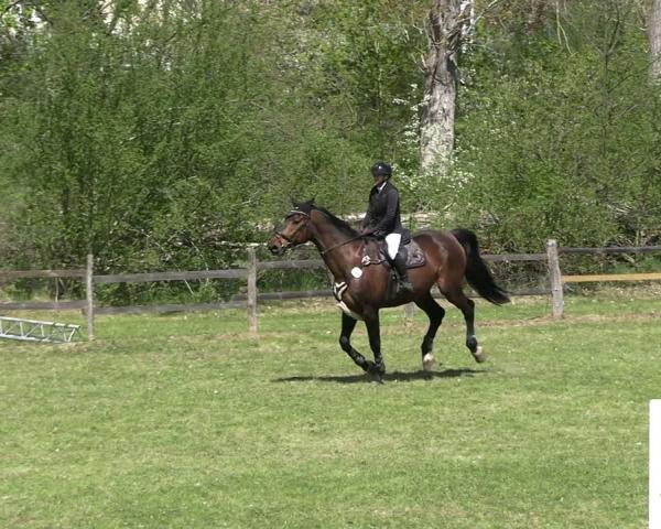 Reitturnier Luckau 2026