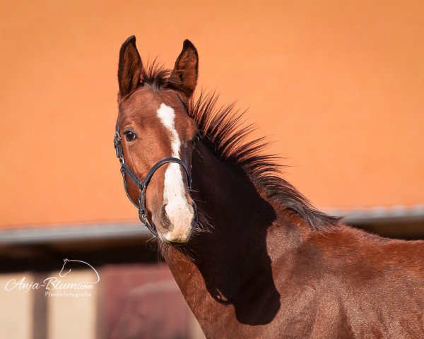 Pferd Goldpiet (Oldenburger, 2019, von Goldberg)