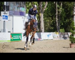 jumper Contoya (Oldenburg, 2014, from Contendro I)