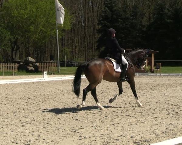 Rideturnering Pietzpuhl 2026