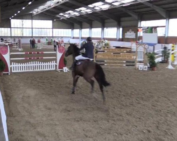 Hallen-Springturnier Greven 2015