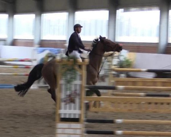 Hallen-Springturnier Greven 2015