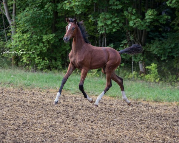 horse Sir Quattrohall (Oldenburg, 2020, from Sir Donnerhall I)