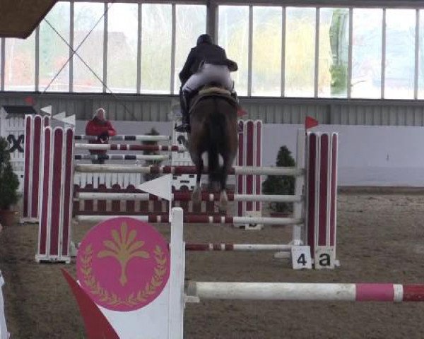 Hallen-Springturnier Greven 2015