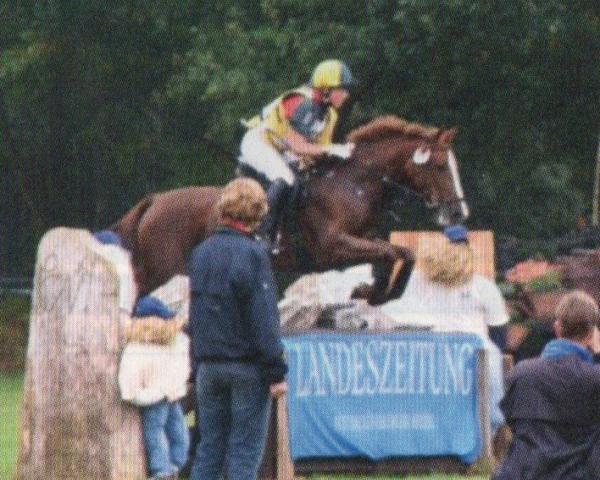 Klacz hodowlana Chira (Niemiecki Kuc Wierzchowy, 1999, od Fs Chiwago)