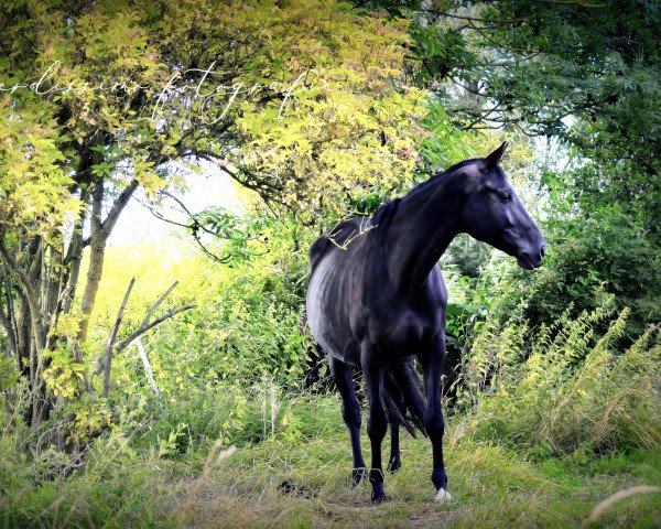 broodmare Scaglietta (German Sport Horse, 2015, from Scaglietti)