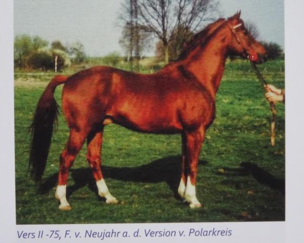 Hingst Vers II 2632 (Trakehner, 1974, fra Neujahr Mo 1178)