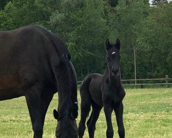 horse Fohlen von Le Formidable / Sandro Hit (Oldenburg, 2020, from Le Formidable)