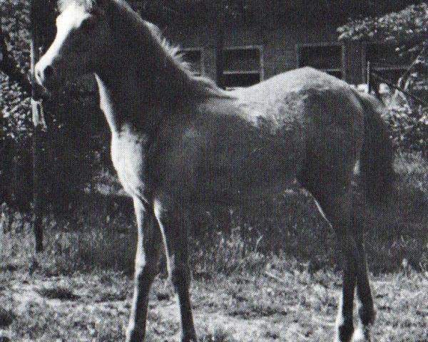 Pferd Wendy ox (Vollblutaraber, 1988, von Rumak ox)