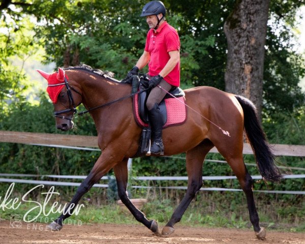 eventing horse Pafo XX (Thoroughbred, 2013, from Mawatheeq xx)
