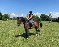 dressage horse Thundercloud 4 (Irish Sport Horse, 2016, from Jack of Diamonds)