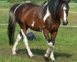 stallion Southern Star (Hessian Warmblood, 1995, from Sinclair B)