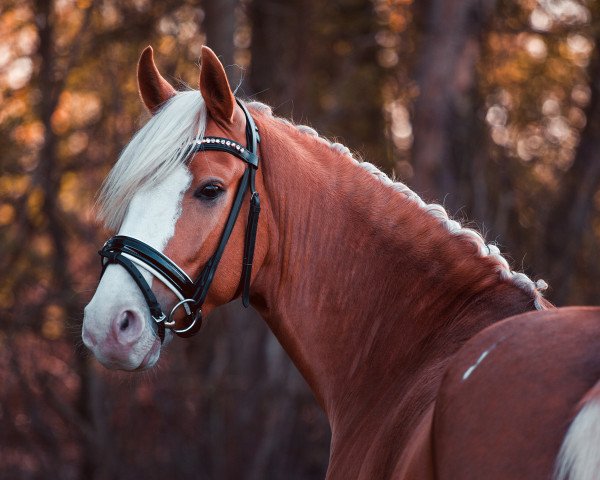 dressage horse Marty Mcfly Jr. (German Riding Pony, 2017, from The Braes My Mobility)