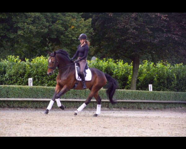 dressage horse Fritzi Aus Visbek (Oldenburg, 2010, from For Compliment)