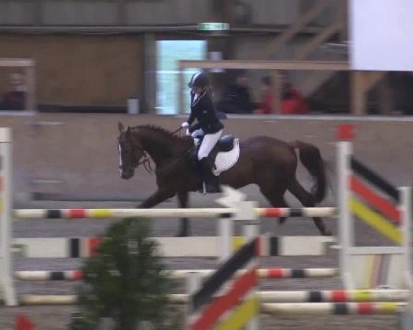 Hallenturnier Springe 2015