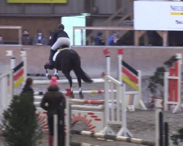 Hallenturnier Springe 2015